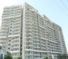 Shanker Greens Featured Image