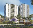 Satved White Crest