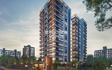 Royal Rosevill Regius Featured Image