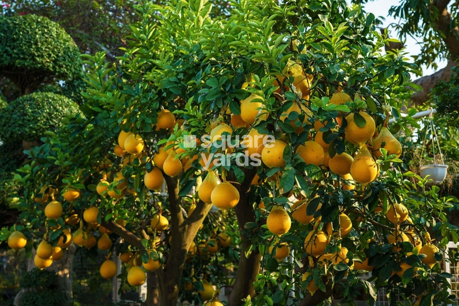 Arvind Orchards Devanahalli Plot Images 3