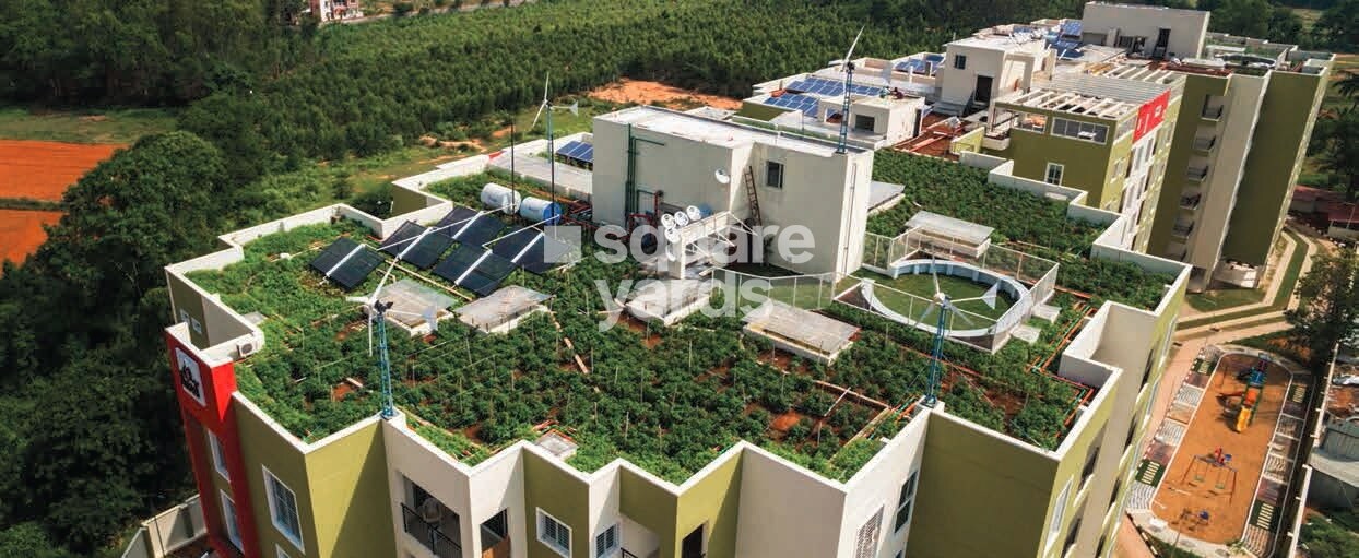 Coevolve Northern Star