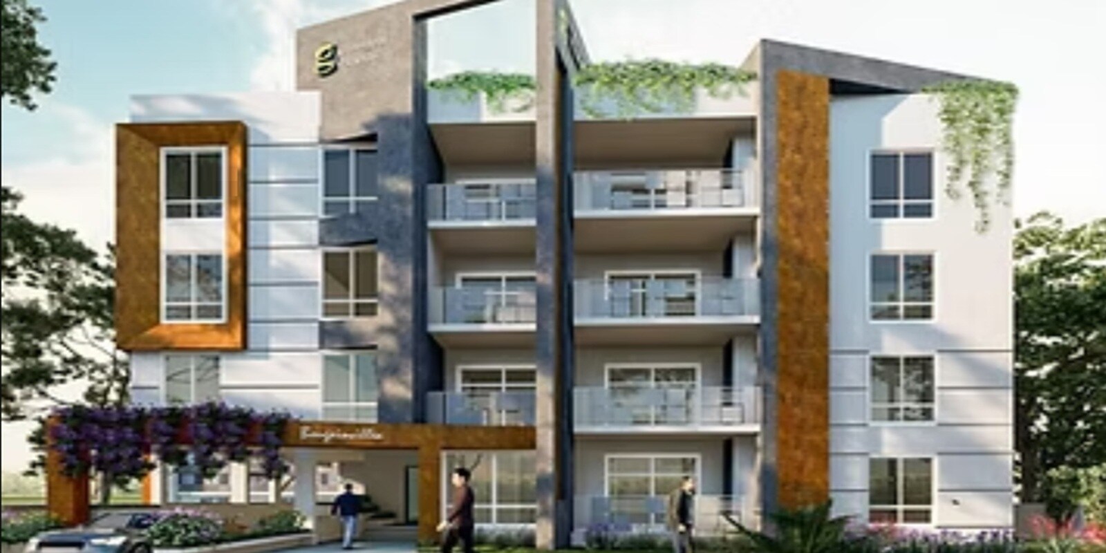 Greenleaf Bougainvillea