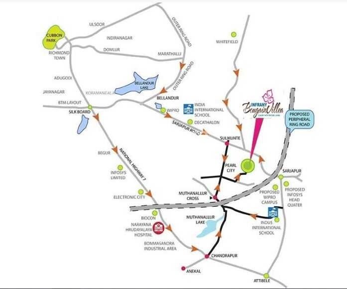 Infrany Bougainvillea