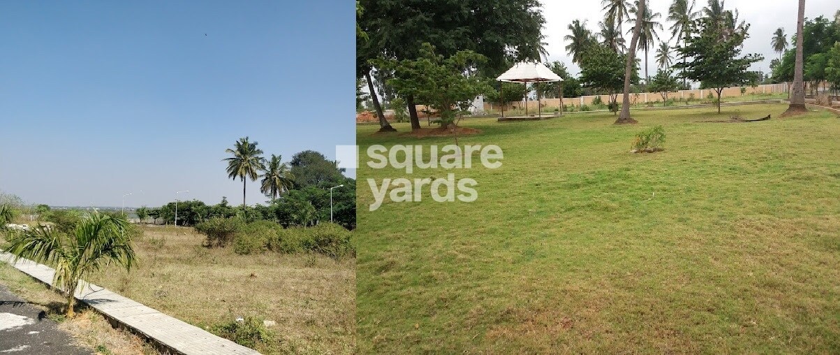 KVR Signature Tulips Uptown