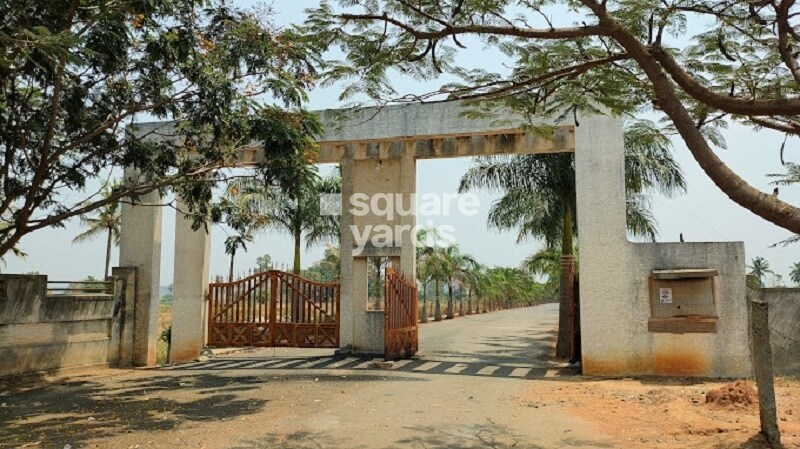 KVR Signature Tulips Uptown