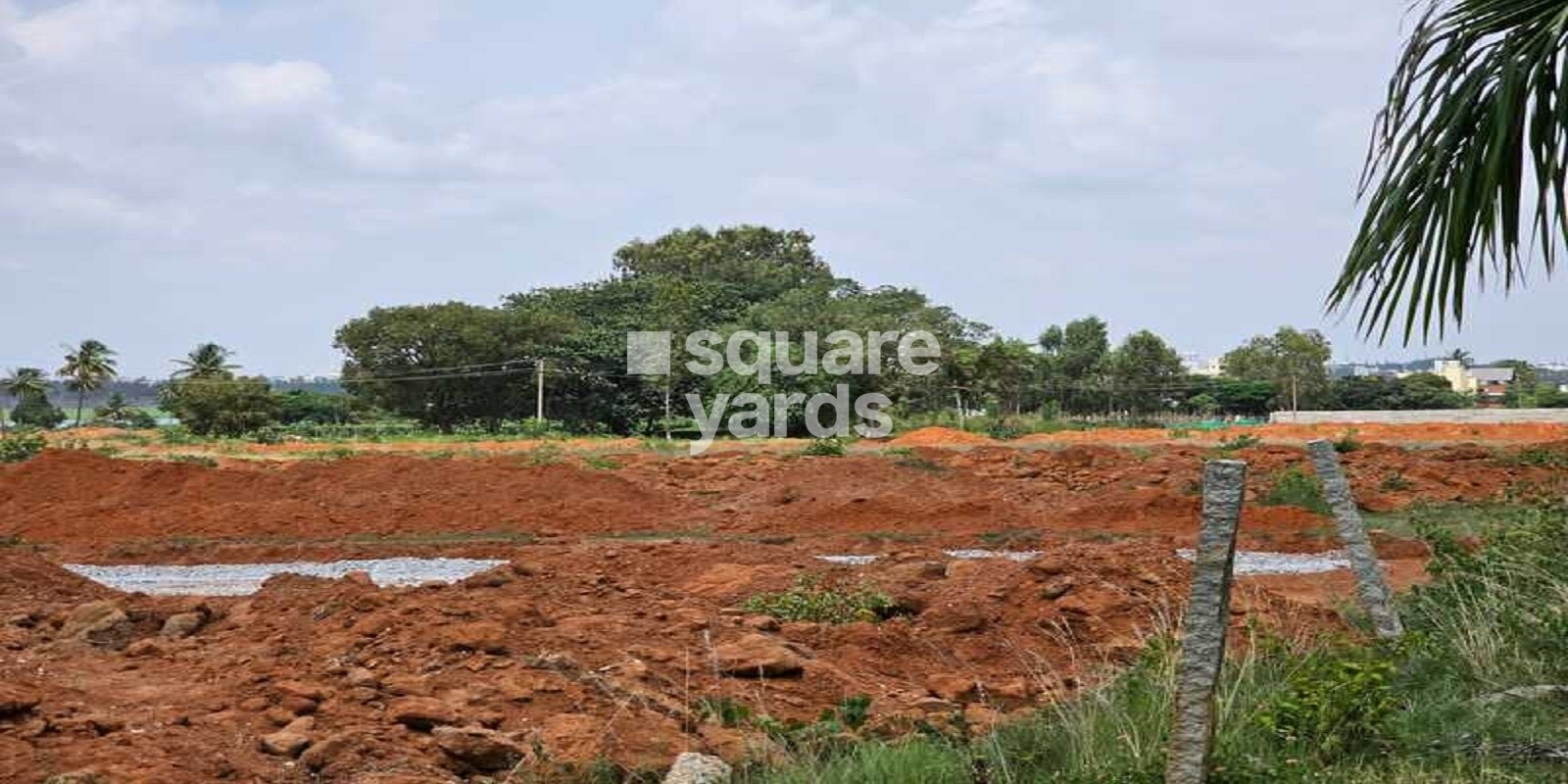 KVR Signature Tulips Uptown