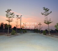 Maanya Tulips Plot Images