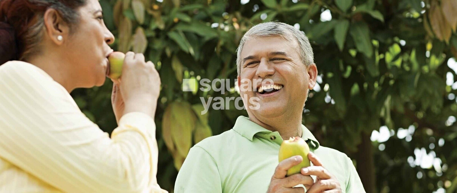 ND Around The Mangoes