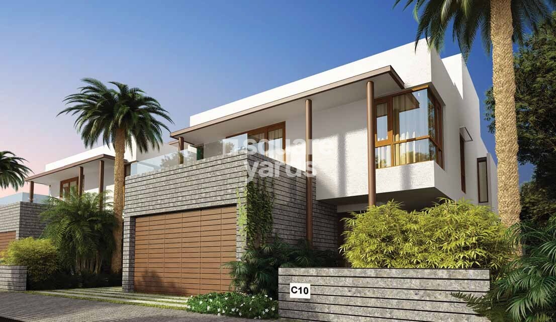 ND Around The Mangoes