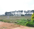 Peninsula Pine Woods Phase II