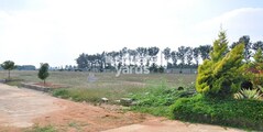 Peninsula Pine Woods Phase II