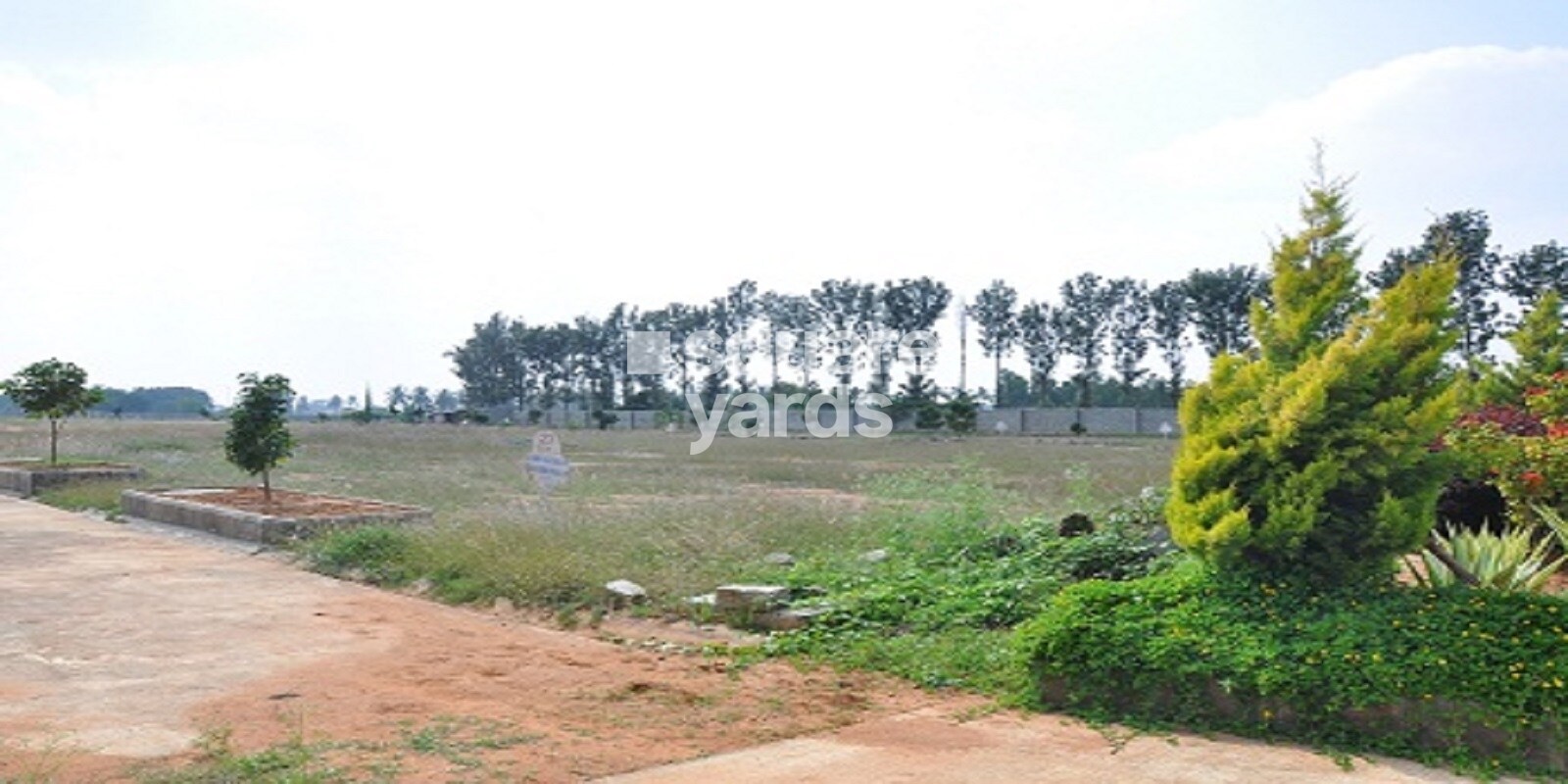 Peninsula Pine Woods