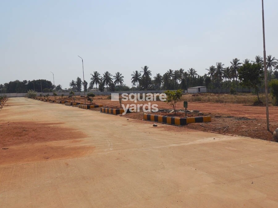 Peninsula Pine Woods