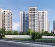 Prestige Pine Forest
