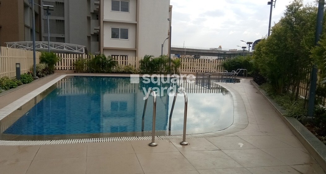 Representative image as actual visual unavailable for Purva Sunflower