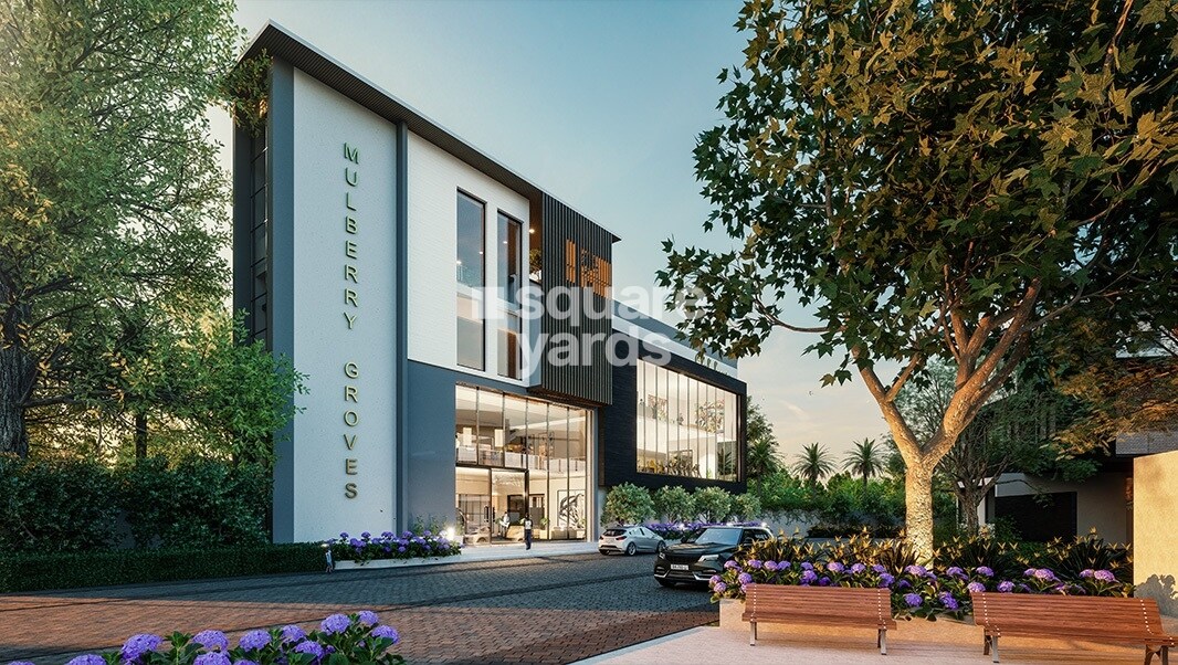 Saiven Mulberry Groves