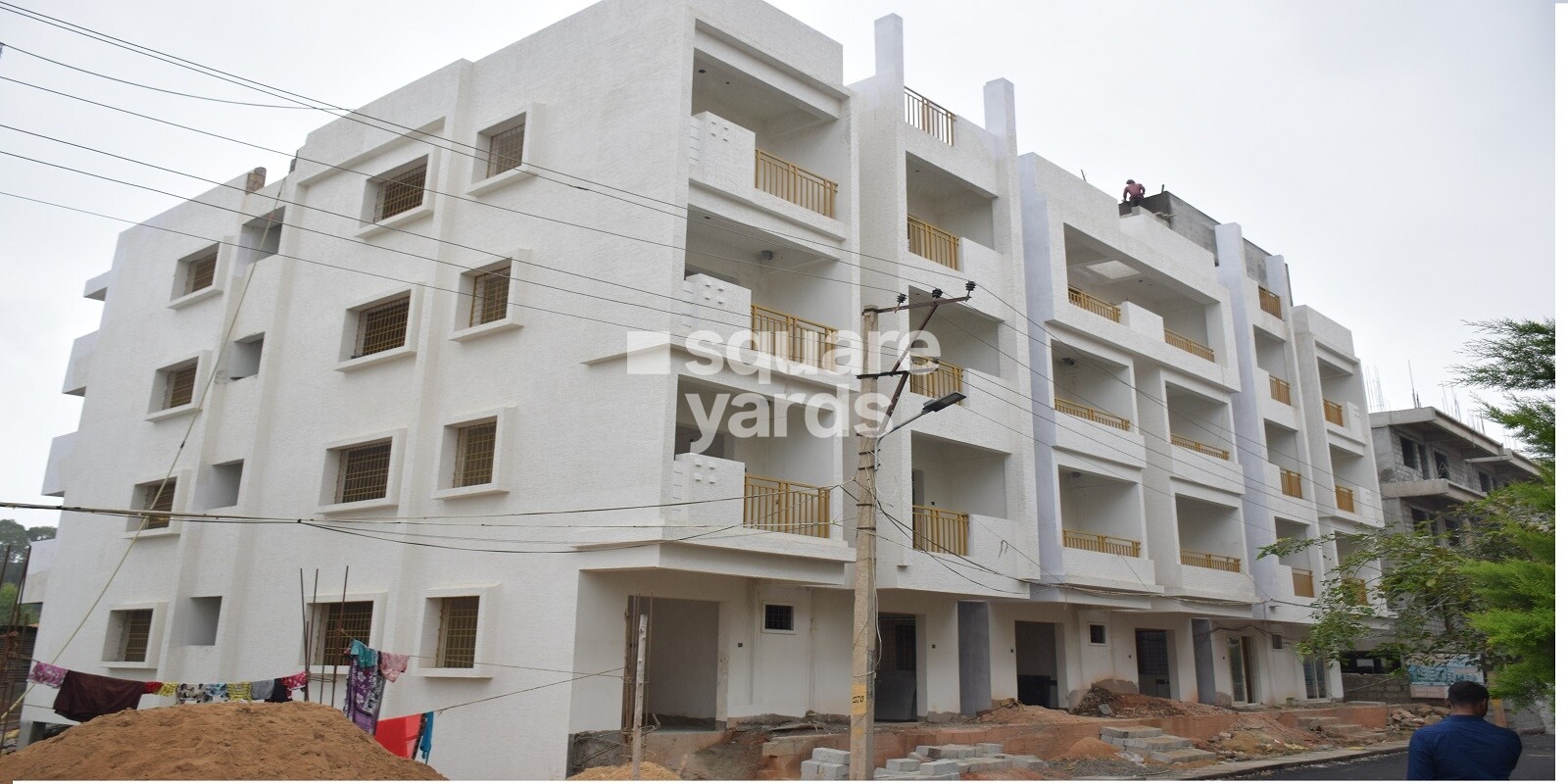 Tetra Grand Green Admire Featured Image