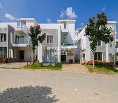 Bluejay Aster Featured Image