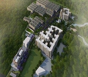 Brigade Meadows Plumeria