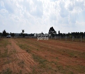 Bhishma Greens