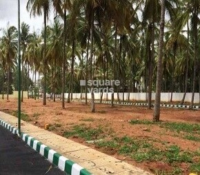 Catalyst Shalom Palm Meadows