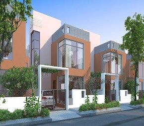 Citrus Belmont