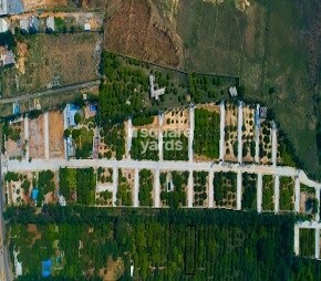 CK Brad Mango Acres