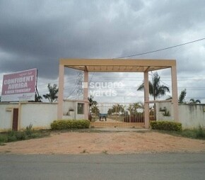 Confident Auriga Phase II