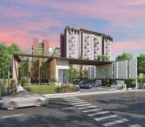 Cynosure Sunny Groves