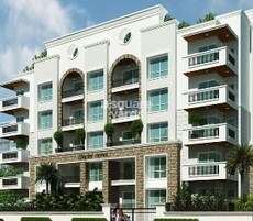 Elegant Corona Featured Image