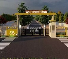 Guru Punvaanii Primrose Featured Image