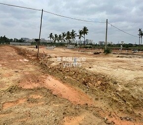 Housso The Golden Wattle