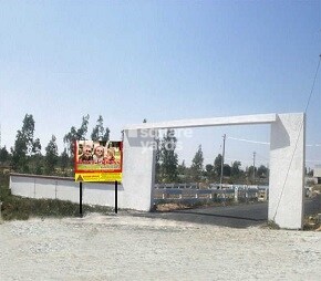 Kandam Royal Cypress