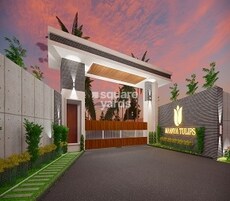 Maanya Tulips Featured Image