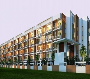 Mahaveer Carnation