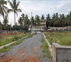 Mango Mist Featured Image