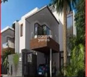 ND Around The Mangoes