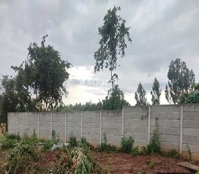 Pioneer East Avvenue