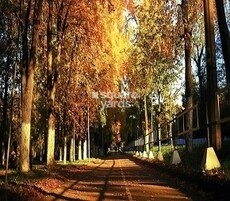 Pionier Mapple Avvenue Featured Image