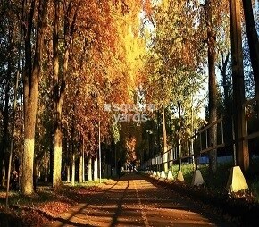 Pionier Mapple Avvenue