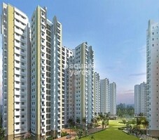 Prestige Sycamore Featured Image