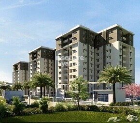 Provident The Tree Video