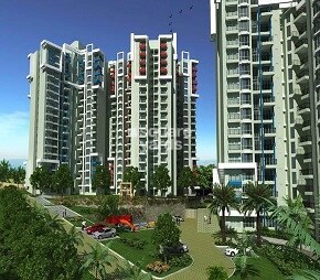 Purva Gold Crest