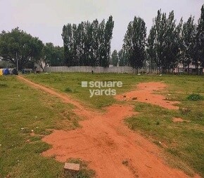 Reilly Springfields Video