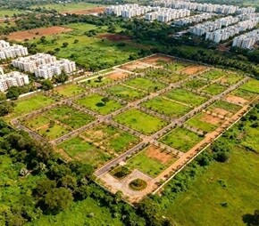 Sammy Nature Boulevard