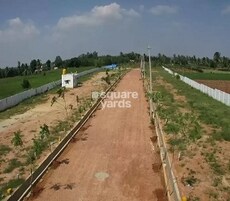 Sizzle White Willows Featured Image