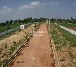 Sizzle White Willows