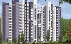 Sobha Chrysanthemum Featured Image