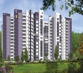 Sobha Chrysanthemum