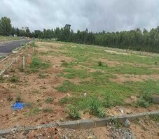 The Woods Of East Phase 8 Featured Image